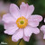 Anemone japonica Collection (4)