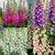 Digitalis  Dalmation Collection