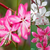 Gaura Collection