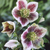 Helleborus Collection