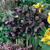 Helleborus Collection