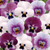 Viola Sorbet Raspberry Sundae Mix (Maxi Plugs) | J Parker Dutch Bulbs