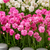Armeria maritima Rose