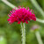 Knautia macedonica