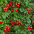 Strawberry 'Fenella'