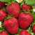 Strawberry  'Korona'