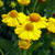 Helenium Helena Collection (5cm)