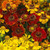 Helenium Helena Collection (5cm)