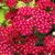 Achillea Collection 9cm