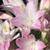 Agapanthus 'Blush Pink'