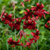 Lilium Red Velvet