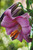 Lilium Pink Perfection 16-18cm