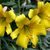 Lilium Trumpet Collection