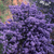 Ceanothus 'Victoria'
