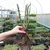 Climbing Rose Collection  x 6