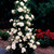Climbing Rose Collection  x 6