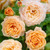 Climbing Rose Collection  x 6