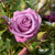 Climbing Rose Collection  x 6