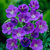 Geranium Collection x9