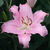 Oriental Lily Collection 16/18cm