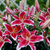 Oriental Lily Collection 16/18cm