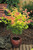 Acer palmatum 'Orange Dream' 5L