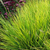 Sesleria autumnalis