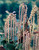 Garrya elliptica 3L
