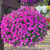 Calibrachoa Super Calita Collection