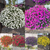 Calibrachoa Super Calita Collection