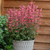Agastache mexicana Summerlong Coral