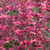 Agastache mexicana Summerlong Coral