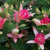 Fuchsia Upright Habit Collection