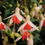 Fuchsia Upright Habit Collection