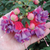 Fuchsia Upright Habit Collection