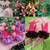Fuchsia Upright Habit Collection