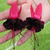 Fuchsia Upright Habit Collection