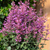 Agastache mexicana Summerlong Lilac