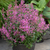Agastache mexicana Summerlong Lilac
