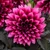 Dahlia Gardenetta Velvet Crush