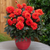 Dahlia Gardenetta Scarlet