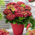 Hydrangea macrophylla Magical 'Ruby Tuesday'