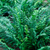 Woodwardia fimbriata