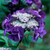 Hydrangea serrata 'Bluebird'