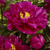 Paeonia lactiflora 'Karl Rosenfield'