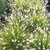Pennisetum alopecuroides 'Lumen Gold'