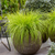Pennisetum alopecuroides 'Lumen Gold'