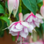 Fuchsia Patio Dancers 'Mambo'