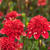 Dahlia 'Speech'