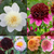Dahlia Anemone Collectors Collection